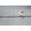 Schwan im Anflug