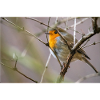 Rotkehlchen Robin
