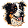 Border Collie Dog