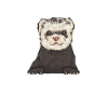 Ferret Owner Ferret