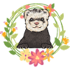 Ferret Owner Ferret
