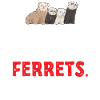 Ferret Owner Ferret