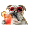 bully drinking cocktail