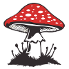 Fliegenpilz-1