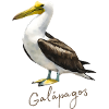 Bird of Galapagos Island