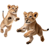 Lion cubs