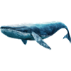 Blue whale