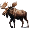 Elk
