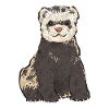 Ferret Owner Ferret