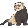 Ferret Owner Ferret