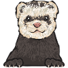 Ferret Owner Ferret