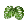 Houseplant Monstera Gardening Mom