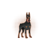 Hund Dobermann