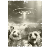Alien Ufo Invasion Possums