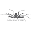 Flagellum Spider - Amblypygi