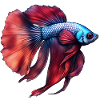 Siamese betta fish
