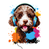 Lagotto Romagnolo with headphones