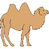 camel