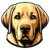 Labrador Head