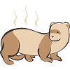 Ferret Owner Ferret