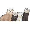 Ferret Owner Ferret