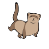 Ferret Owner Ferret