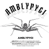Flagellum Spider - Amblypygi