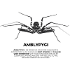 Geißelspinne - Amblypygi