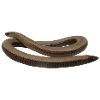 Blindworm