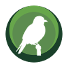 Parakeet Bird Illustration Peep