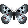 Schmetterling grau