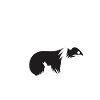 Humour Mouffette