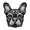 French Bulldog Dog Head
