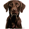 Labrador