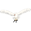 Mouette avec des fusils