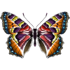 Schmetterling bunt