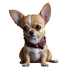 Chihuahua Charm Huggable Cuteness Dog