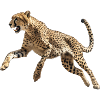 Cheetah