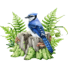 Blue jay