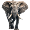 African elephant