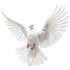 White Dove