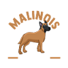 Belgischer Schäferhund Hund Malinois