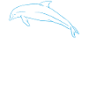 Ocean Freedom Dolphin Love Gift