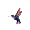 Hummingbird whisperer