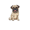 Hund Mops