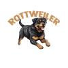Dog Rottweiler
