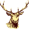 Cerf