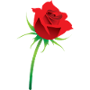 Red Rose