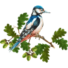 Bunter Vogel