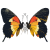 Butterfly Couple